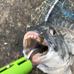 年無し2枚ゲット！