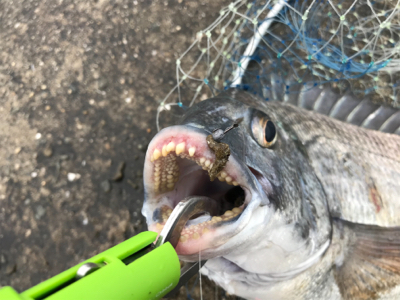 年無し2枚ゲット！