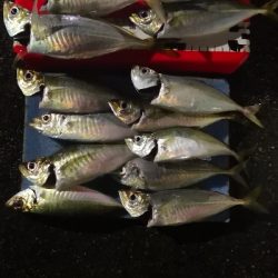 アジング練習 167