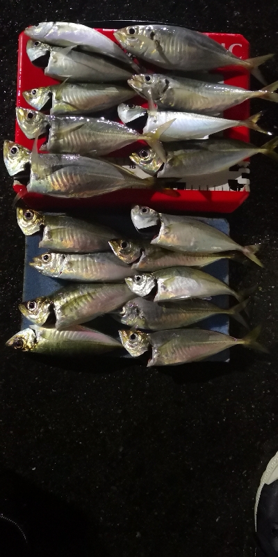 アジング練習 167