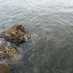 ツバスが入ってきました