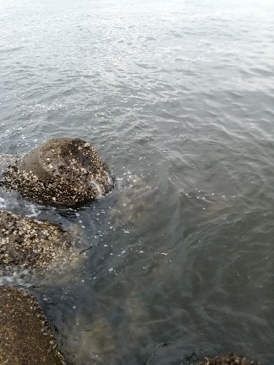 ツバスが入ってきました