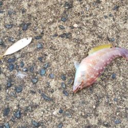 大漁なのにお土産無し