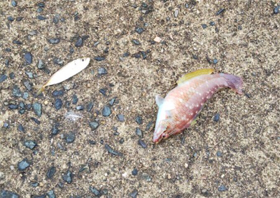 大漁なのにお土産無し