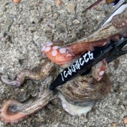 タコ復活してるか？