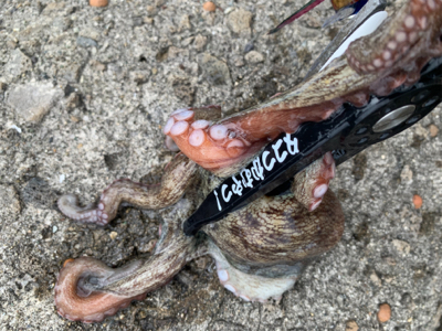 タコ復活してるか？