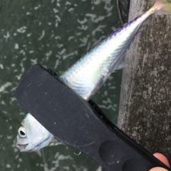 SSJ & オクトパッシング