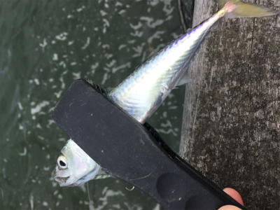 SSJ & オクトパッシング