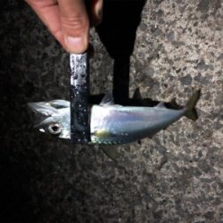 ナイトシャバダバサバサバw