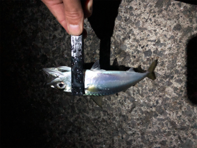 ナイトシャバダバサバサバw