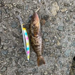 青物不発、安定の