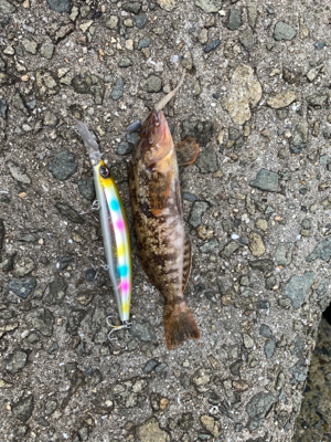 青物不発、安定の