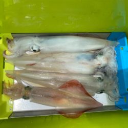 佐賀デイイカメタル