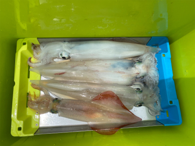 佐賀デイイカメタル