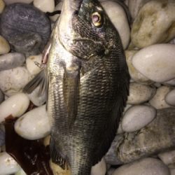 激濁りでも関係なし！アジプラグ爆発