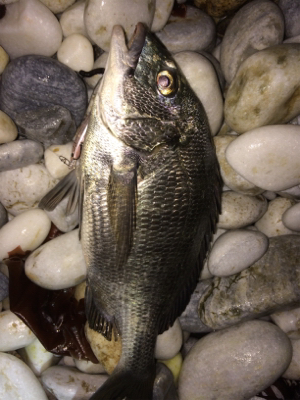 激濁りでも関係なし！アジプラグ爆発