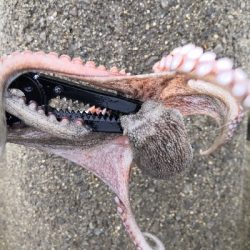 連日のオクトパッシング