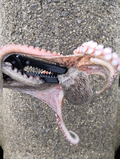 連日のオクトパッシング