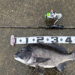 クロダイ釣るなら雨が良い。