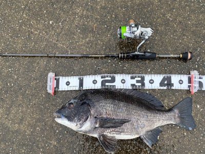 クロダイ釣るなら雨が良い。