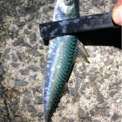 小サバダバダバ♪