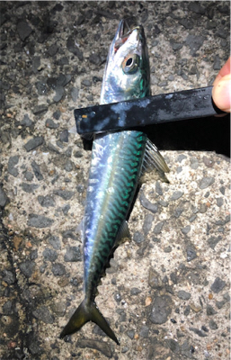 小サバダバダバ♪