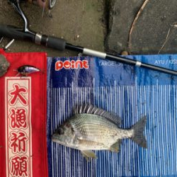 今日はチヌの日♪