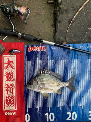 今日はチヌの日♪