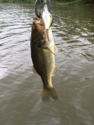 激濁りのフィールド