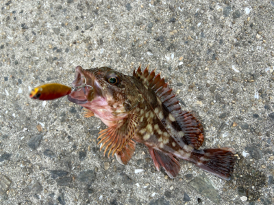 タコパできる^ ^♫