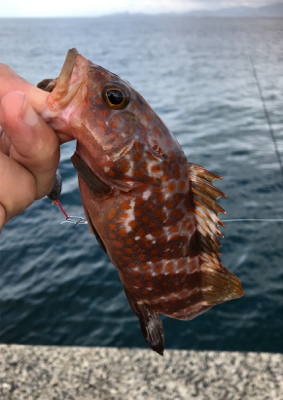 シーズンラストに来ました!