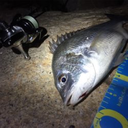 淀川ブリームゲーム つ抜け