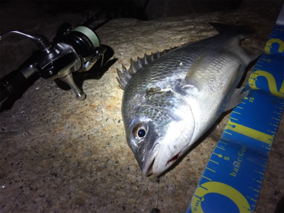 淀川ブリームゲーム つ抜け