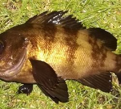 アジング1855〜1935 2100〜2145