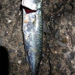 30センチupゲット