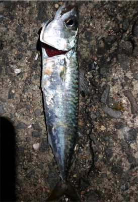 30センチupゲット