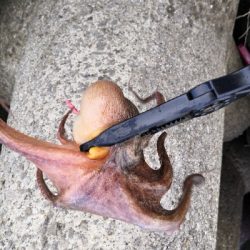 雨の降らないオクトパッシング