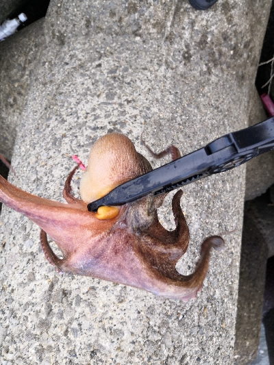 雨の降らないオクトパッシング