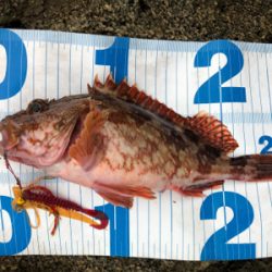 今年初の良型アオリ、初ケンサキ、良型ガシラ