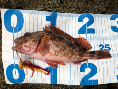 今年初の良型アオリ、初ケンサキ、良型ガシラ