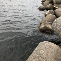 タコ調査8! 安定してます。