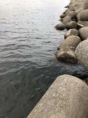 タコ調査8! 安定してます。