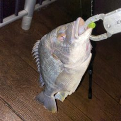 ナイトゲーム、反応はそこそこ