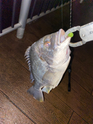 ナイトゲーム、反応はそこそこ