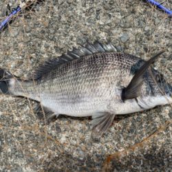 綺麗な銀ピカチヌ