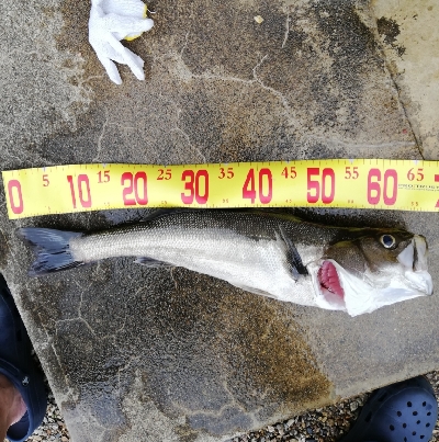 久々のいいサイズ