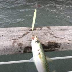 コスモはサバｧ