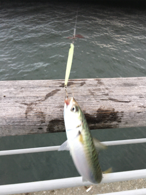 コスモはサバｧ