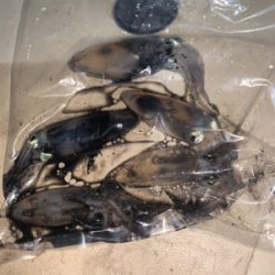 まさかのヒイカ?