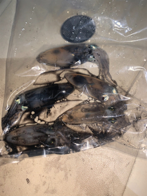 まさかのヒイカ?